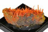 Bright Orange Crocoite Crystal Cluster - Tasmania #148524-1